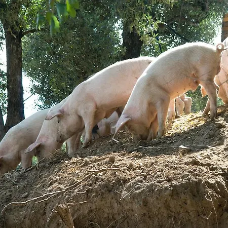 Farm stay I Fornari *